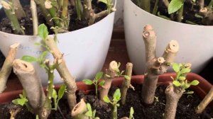 БРУГМАНСИЯ зимовка