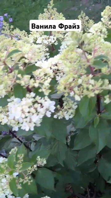 Ванила Фрайз. сад garden цветы