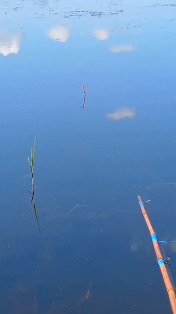 Рыбалка , клюёт карась #shorts #fishing смотреть онлайн