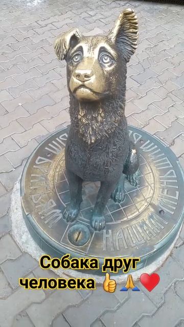 Собака верный друг человека shorts хатико dog