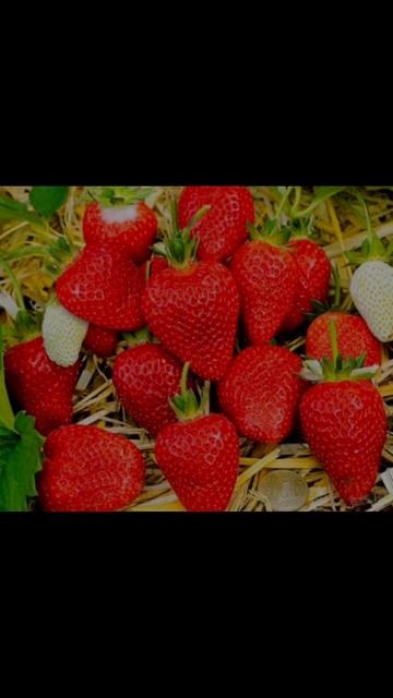Клубничка🍓Заказывайте, можем также отправить заказ ? смотреть онлайн