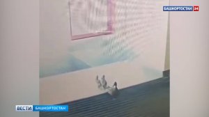 В Уфе в ТЦ "Радуга" заглянуло семейство утят