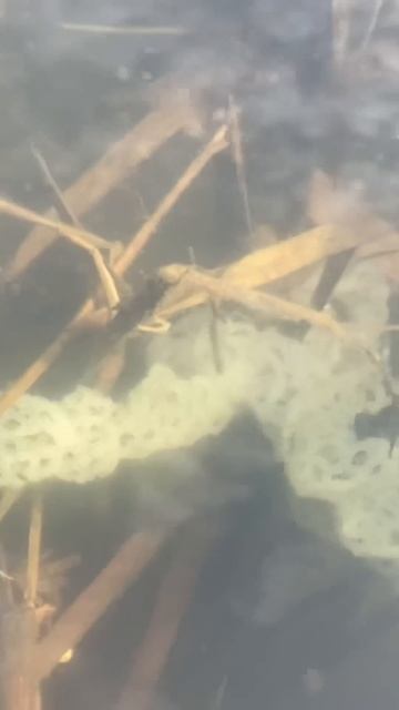 НЕРЕСТОВЫЙ ПЕРИОД смотреть онлайн