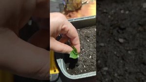 Зимнее размножение метельчатых гортензий зелёной поч