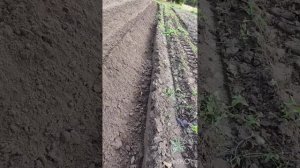 Плуг Л-101. Отрезные диски