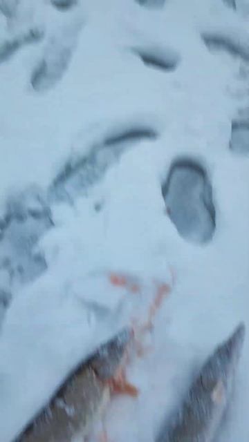 Жерлицы работают, 1 декабря #декабрь2023 #рыбалка #река #и смотреть онлайн