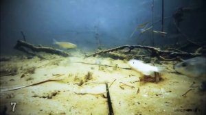 20 лучших моментов атаки щуки на живца