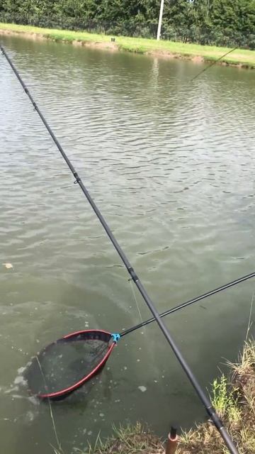 Поимка карпа на червя и кукурузу! Платная рыбалка в По? смотреть онлайн