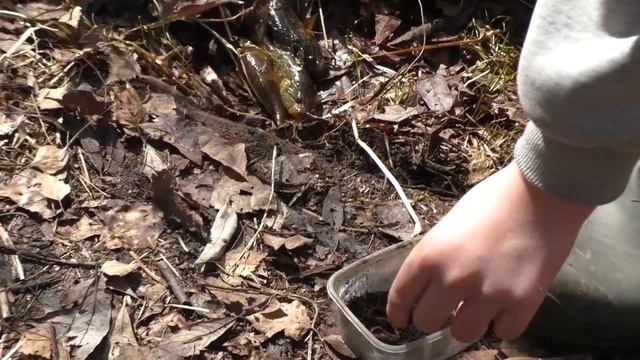 Ловили рыбу ПРОГНАЛА ОХРАНА! Открыли рыбалку на удочк? смотреть онлайн