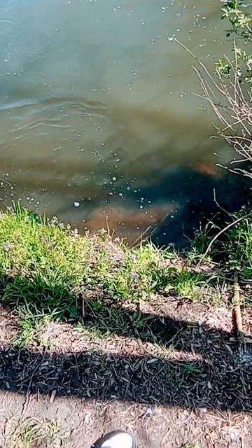 Весна карась..... Лучше на мотыля или опарыша или червя?? смотреть онлайн