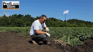 Применение Удобрения ПрофиСтим на картофеле 2023