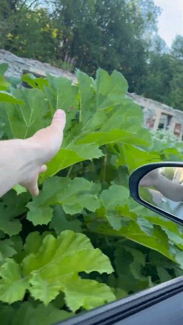 Чтобы не бояться борщевика, нужно не знать, что это бор смотреть онлайн