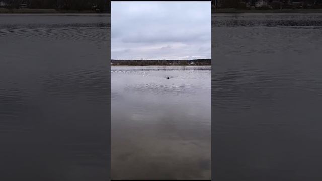 Прикормочный кораблик D12F высокоскоростной,обзор.