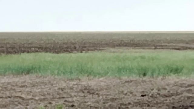 ПОСЕВНАЯ ПШЕНИЦЫ 2024 ПРОДОЛЖАЕТСЯ!
