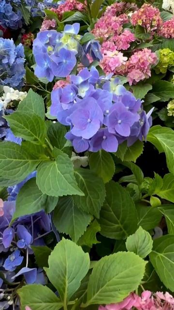 Агро-ОПТ Махачкала 8-988-698-88-08 смотреть онлайн