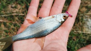 Охота на плотву с мормо комплектом. Мормышинг