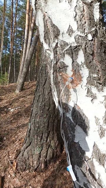Совет от Дяди Деды №1: "Берёзовый сок и польза аптеки" смотреть онлайн