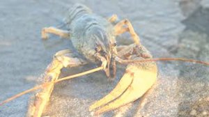 Запрет на рыбалку в Вологодской области