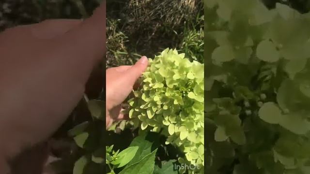 Цветение мет.гортензии 🌸в горшках 🪴и в ОГ 🔥 смотреть онлайн