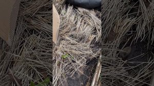 Лук джусай и картон - помощники моего сада!