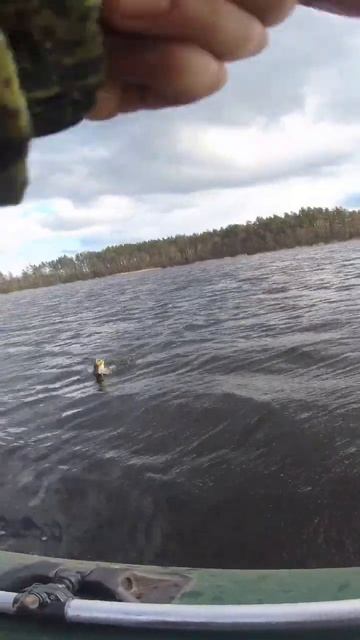 сразу две щуки#рыбалка #открытиесезона #спиннинг #троф смотреть онлайн