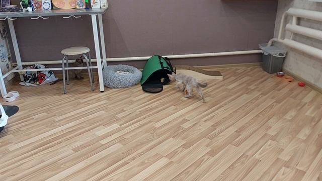 Зооотель "Кошкин дом курган" смотреть онлайн