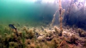 НАСЫПАЛ МАНКУ В ЛУНКУ РЫБА ЛЕТИТ СО ВСЕГО ОЗЕРА. Зимня?