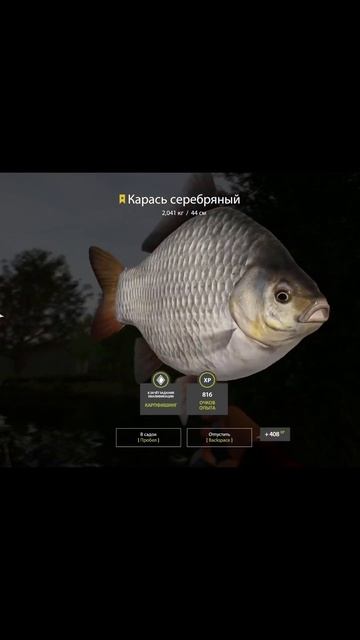 КАРАСЬ ТРОФ НА ОЗЕРЕ МЕДНОМ ! #рыбалка #fishing #remix #shortsvideo # смотреть онлайн