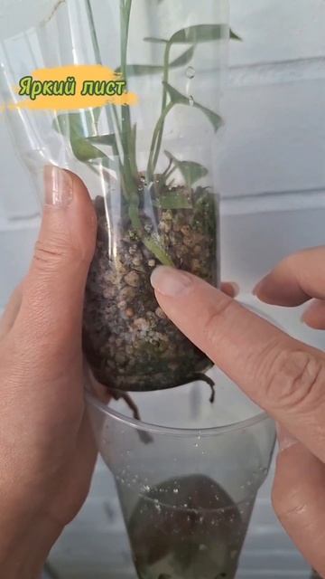Размножение антуриума смотреть онлайн