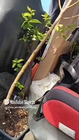 дача требует вложений, согласны? #кустарники #дача #лайфстайлблог #садоводничество