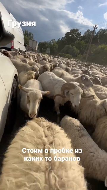 Купили авто в Грузии а тут пробка смотреть онлайн