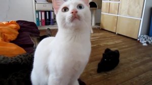 кот разговаривает как инопланетянин прикол