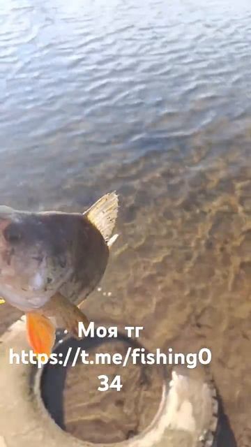 #поймалотпусти