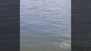 Дон. Станица Раздорская. Рыбалка в начале лета.