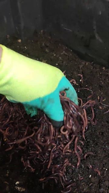 Червь для Рыбалки #shorts смотреть онлайн