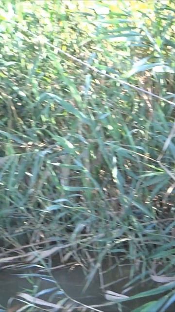 ЛОВЛЯ СОМА НА ПИЯВКУ #shorts #mikatsu смотреть онлайн