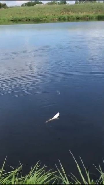 рыбалка фидер 2022 урал смотреть онлайн