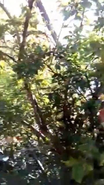 урожай граната смотреть онлайн