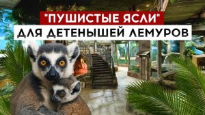 "Пушистые ясли" для детенышей лемуров