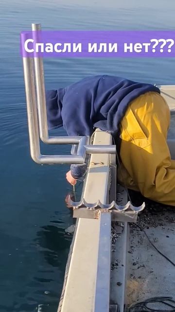 Не только ловим но и спасаем.. #рыбалканаозере #женева # смотреть онлайн