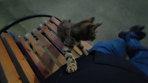 Какие они ШЭЛАвские котики