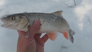 РЫБАЛКА НА МАЛОЙ РЕКЕ В ФЕВРАЛЕ. ГОЛАВЛЬ В КОРЯГАХ НА ПЕРЕКАТЕ. ПОДВОДНОЕ ВИДЕО
