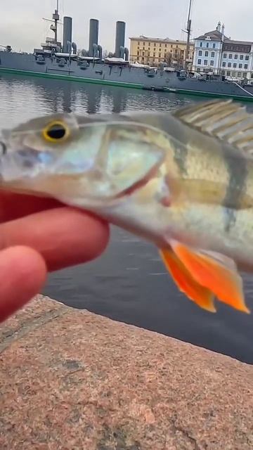 #рыбалка #2025 #окунь #fish #fishing #дропшот #санктпетербург # смотреть онлайн