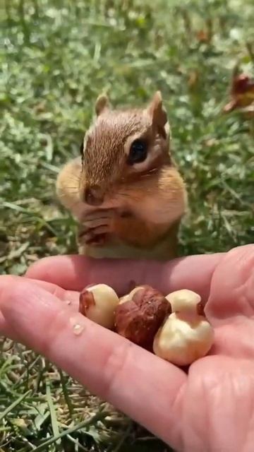 Бурундук и орешки 😂 смотреть онлайн