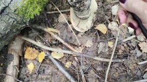 Грибы Карелии 31 августа 2024.