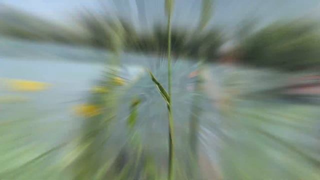 Ловим карпов и толстолобиков на фидер с шашлыком смотреть онлайн