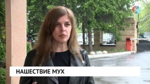 Нашествие мух