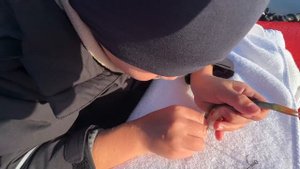 Как насадить живца на жерлицу