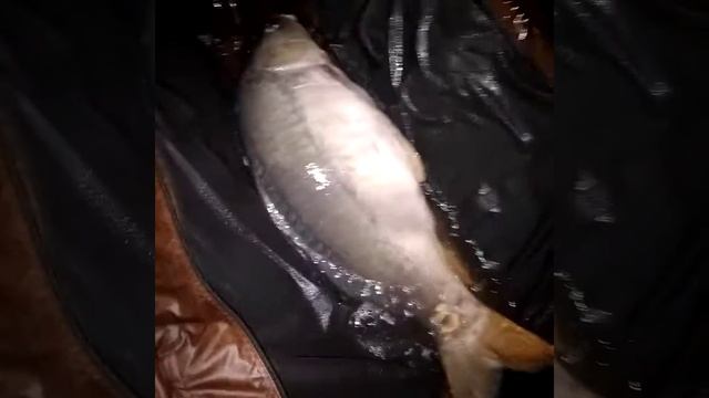 Шестнадцать кило силы и красоты, Улово, 15 сектор, 2020 смотреть онлайн