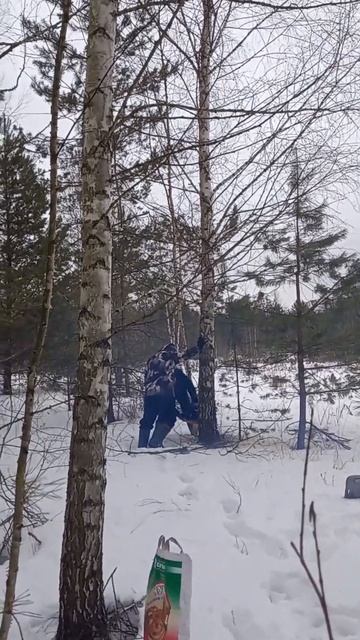 Сидит тёща на березе, а берёза гнётся #shorts смотреть онлайн